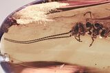 Huge Detailed Fossil Alderfly (Sialidae) In Baltic Amber - Rare! #315529-1